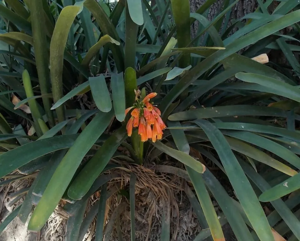 Clivia caulescens in flower