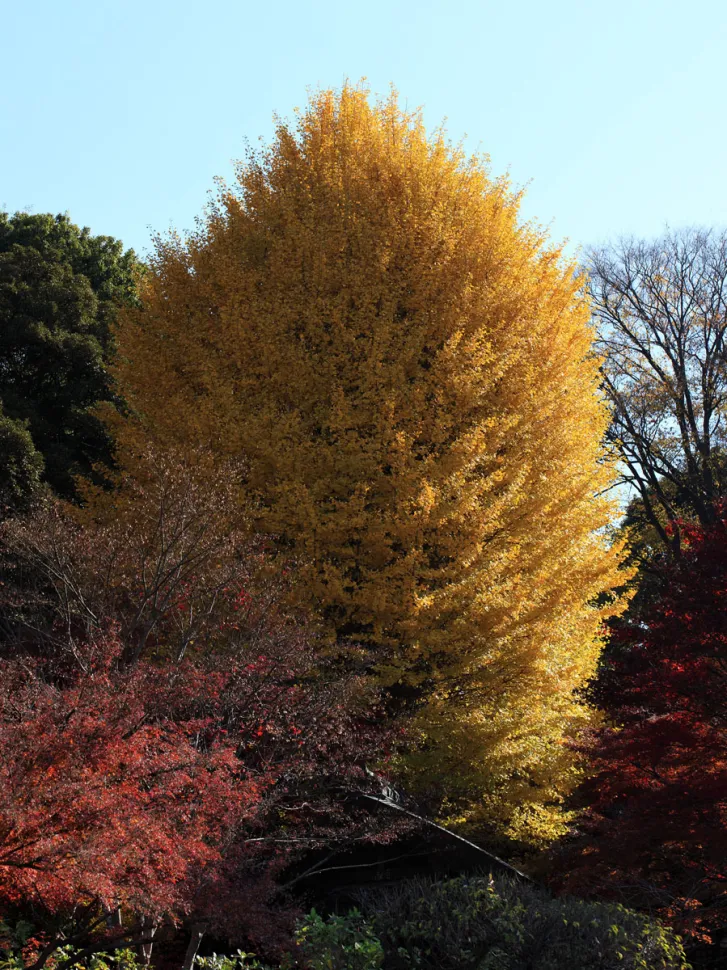 Gylden Ginkgo biloba om efteråret