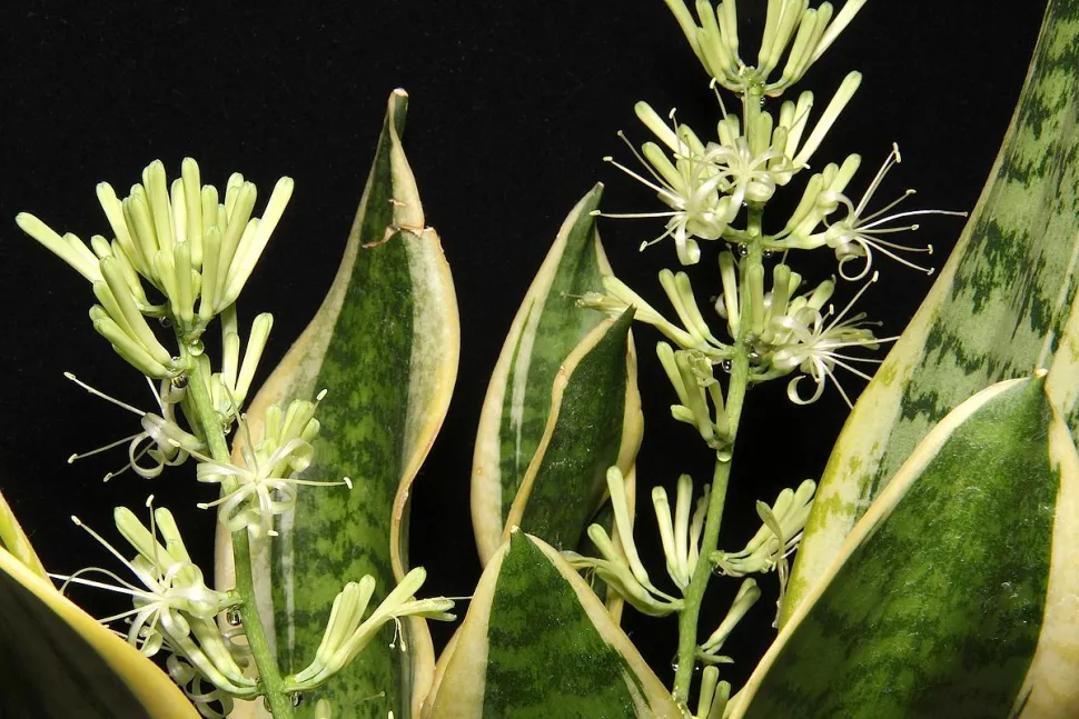 Hvide og grønne blomster Sansevieria trifasciata 'Futura Simplex'
