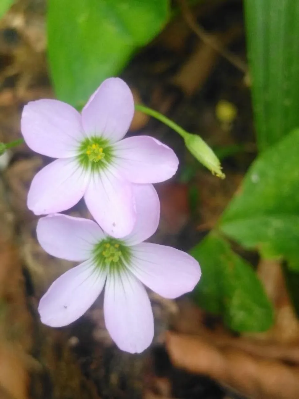 Rosaweiße Blüten von Oxalis triangularis