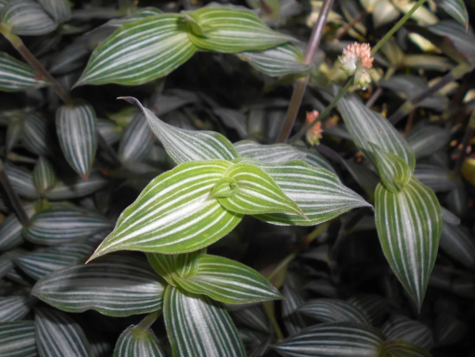 Callisia gentlei bladeren