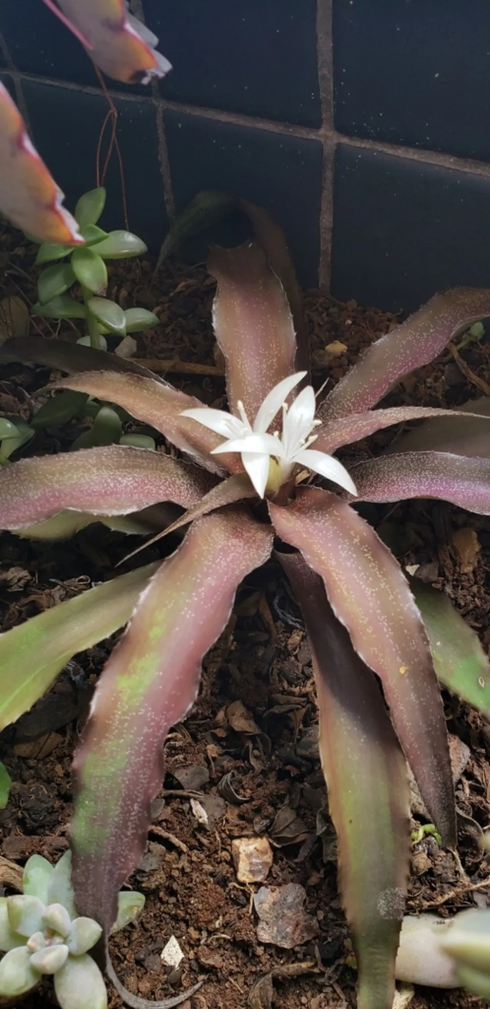 Fleurs blanches Cryptanthus acaulis
