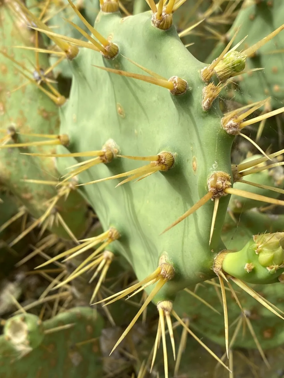 Dornen und Glochiden von Opuntia stricta