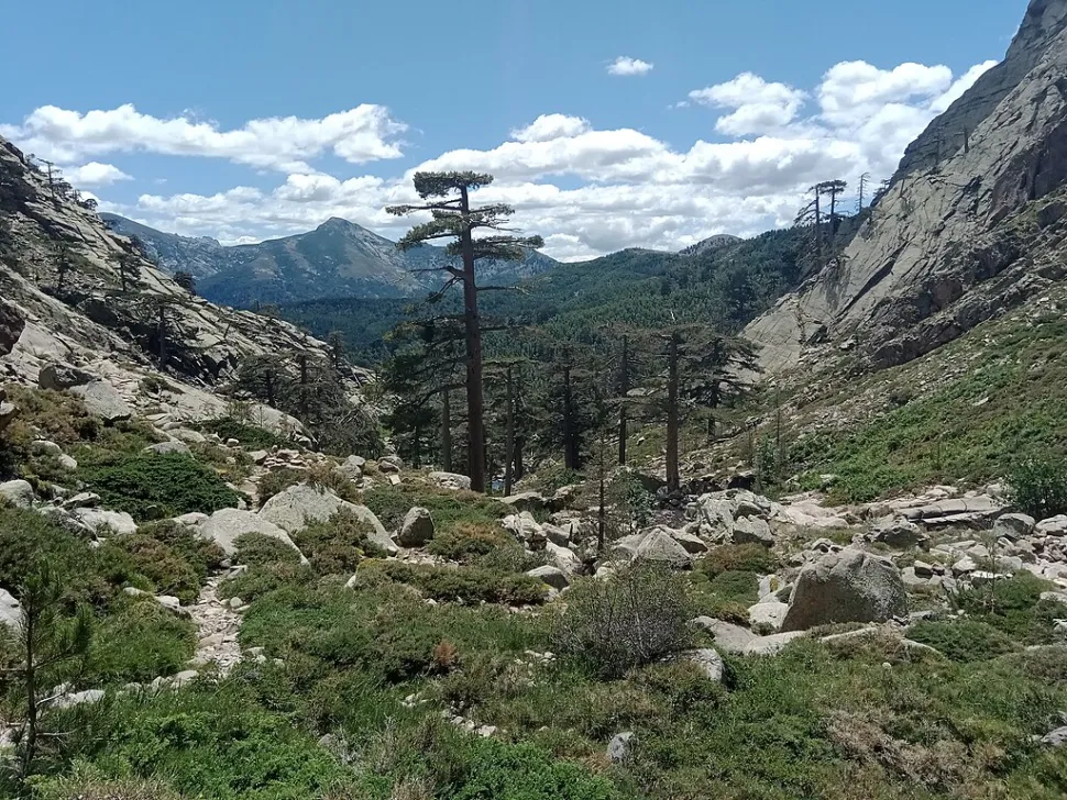 Pinus nigra laricio in the ground