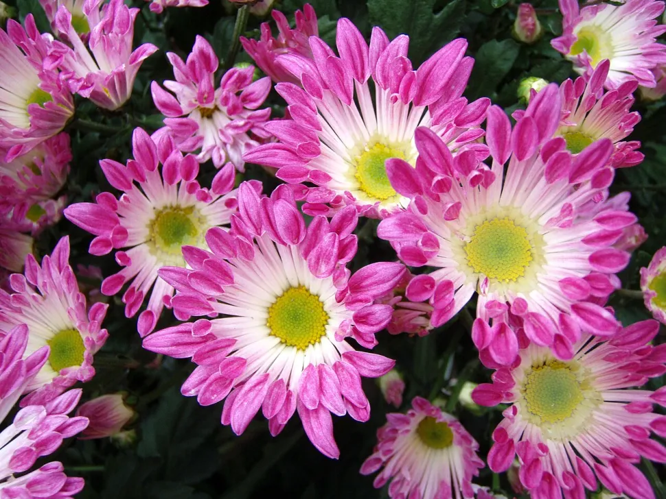 Chrysantheme Zweifarbige Blüten