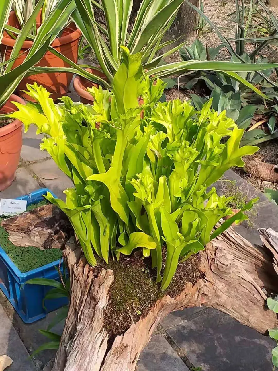 Microsorum punctatum Epiphytischer Riesenbärenklau