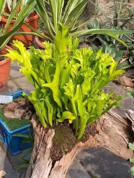 Microsorum punctatum Grandiceps epifyt