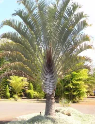 Palmier triangle dans la nature