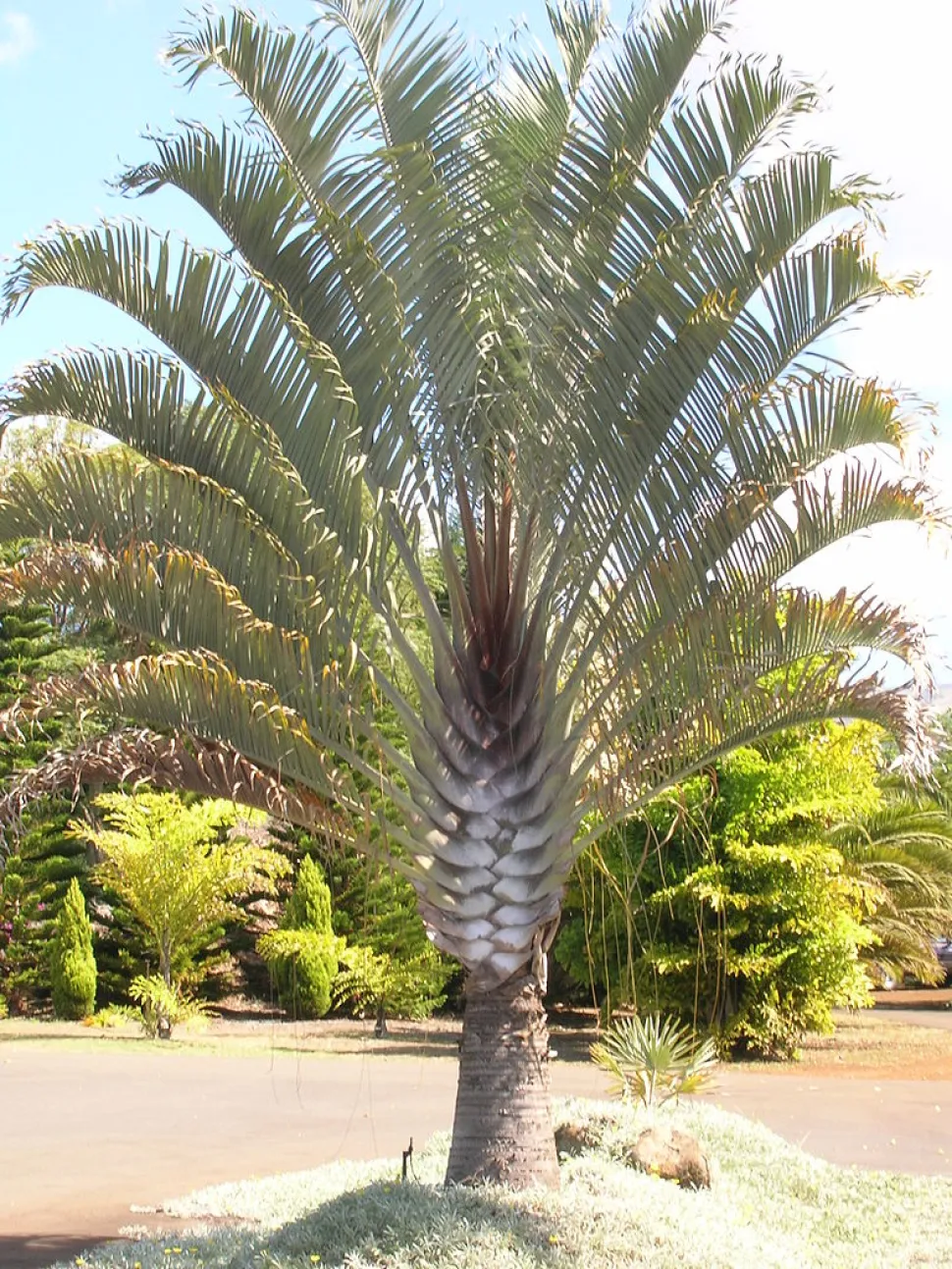 Trekantet palme i naturen