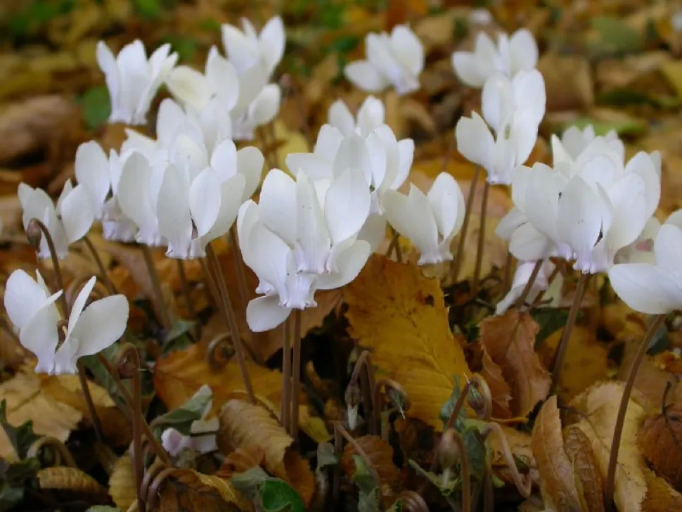 Cyclamen hederifolium wit