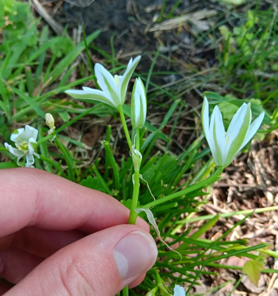 Witte bloemen Elf uur schoonheid Ornithogalum umbellatum