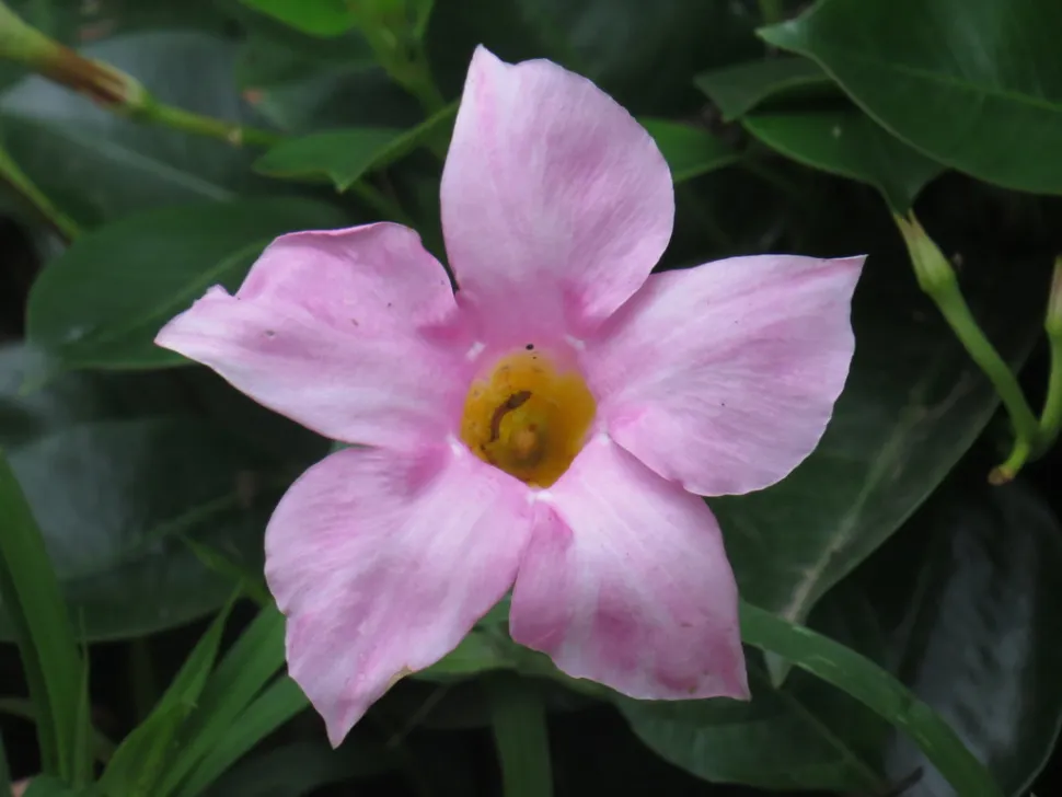 Fleur rose Mandevilla splendens