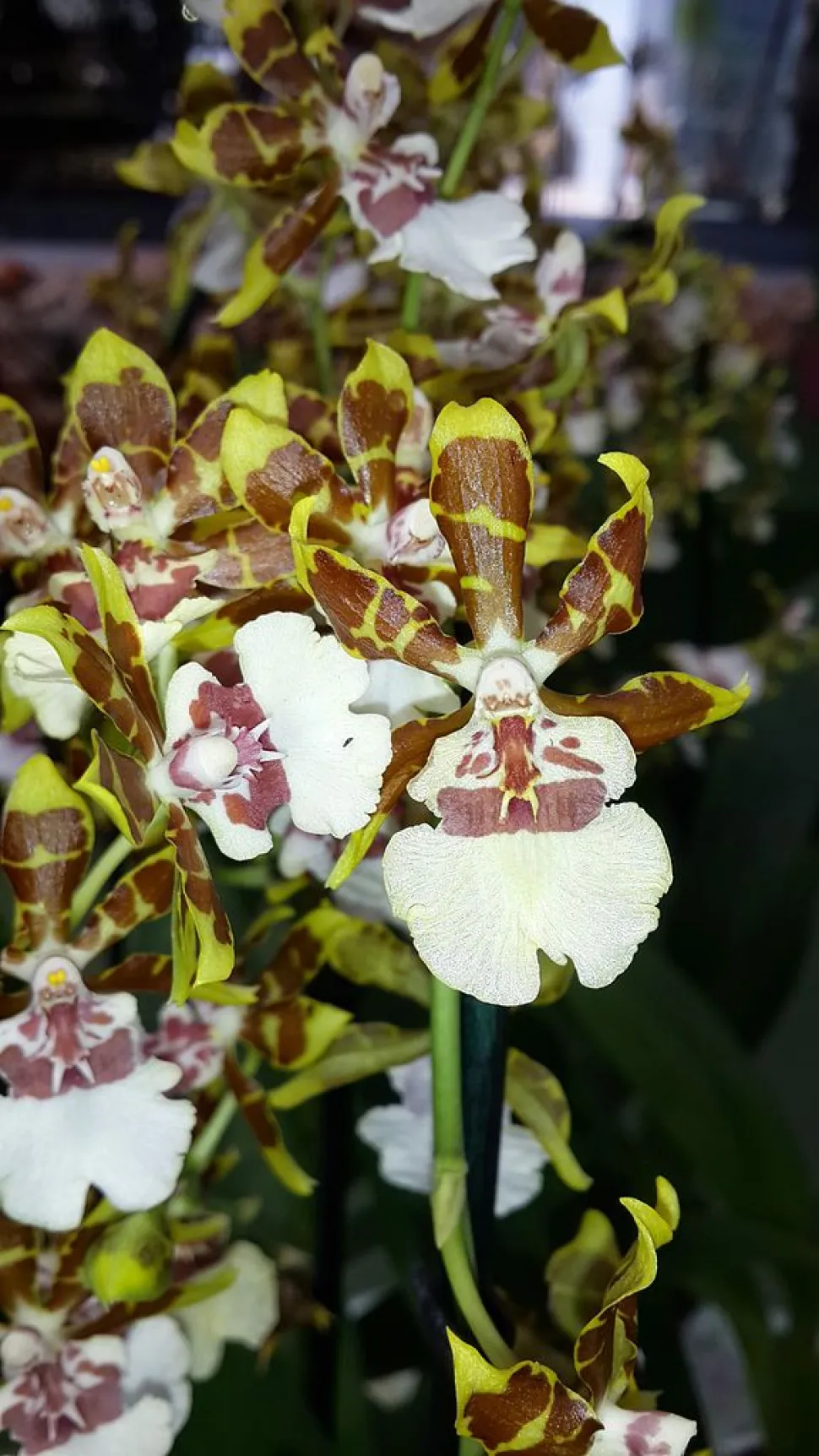 Cultivar de orquídea mariposa con flores verdes y marrones y labelo blanco