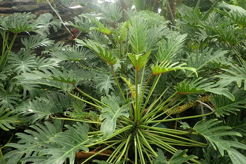Philodendron xanadu in de grond