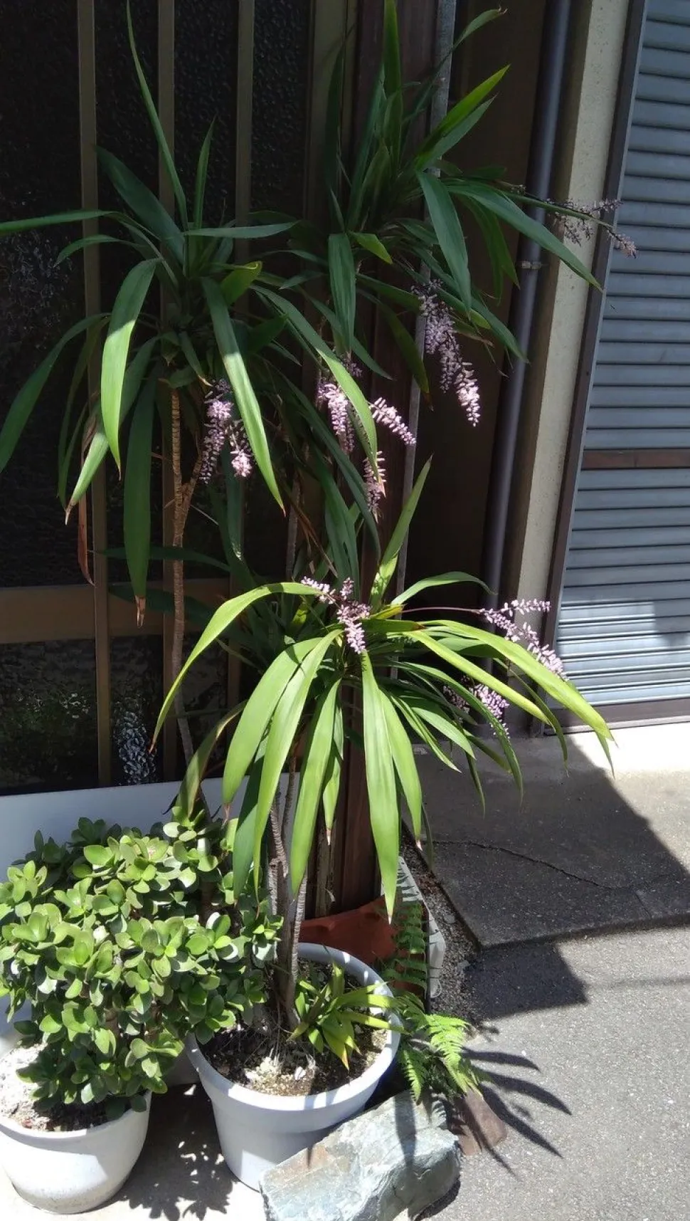 Cordyline stricta en flor