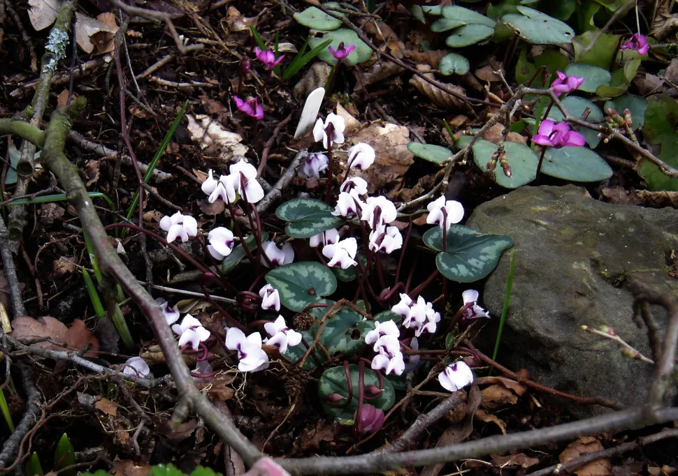 Weißes Alpenveilchen Cyclamen coum