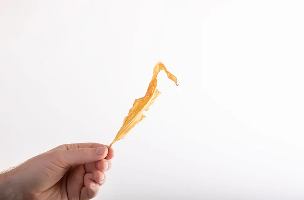 Gule og tørre blade
