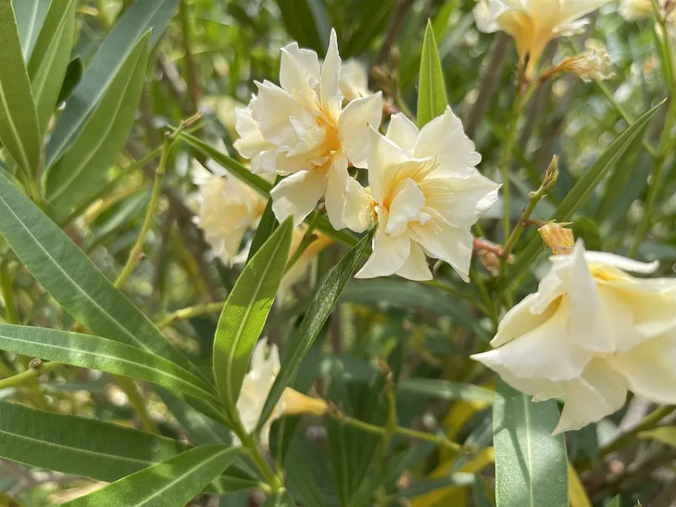Weiße, gefüllte Oleanderblüten