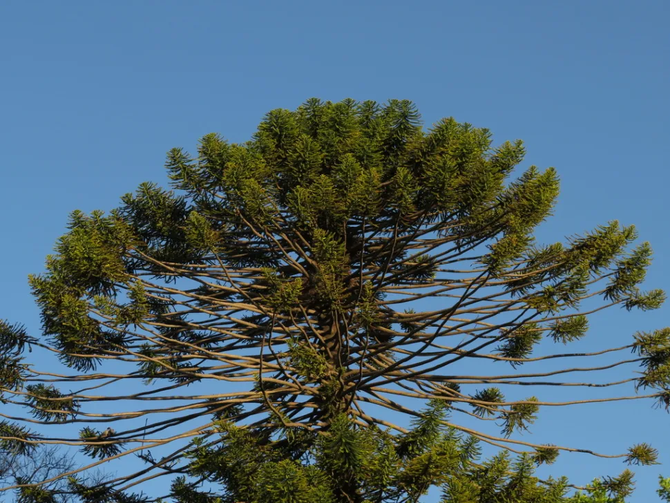 Araucária bidwilli coroa