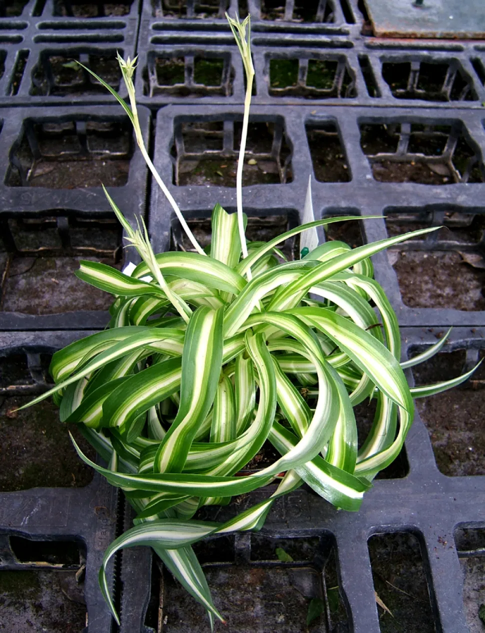 Chlorophytum Bonnie en maceta