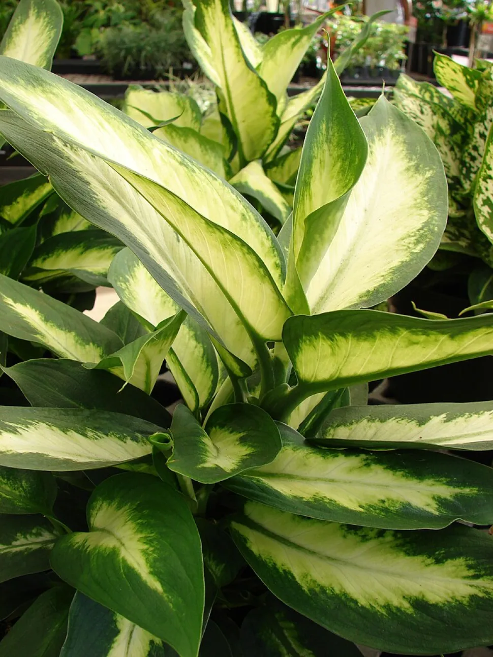 Fogliame della Dieffenbachia Camilla