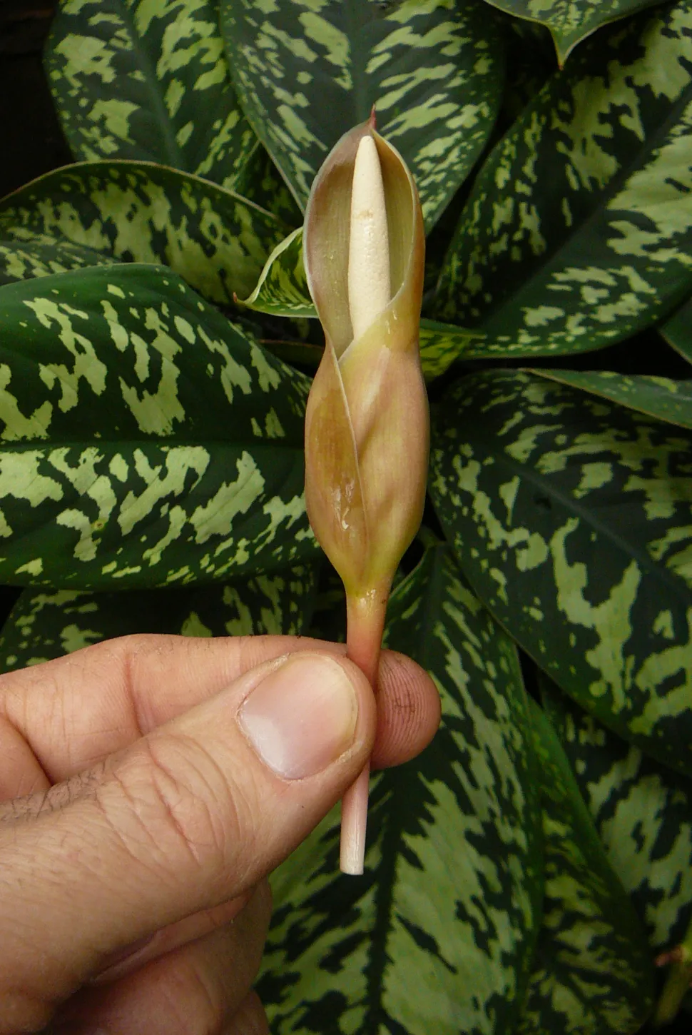 Adelonema Fiore mimetico