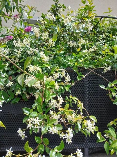 Star on Venice' climbing jasmine