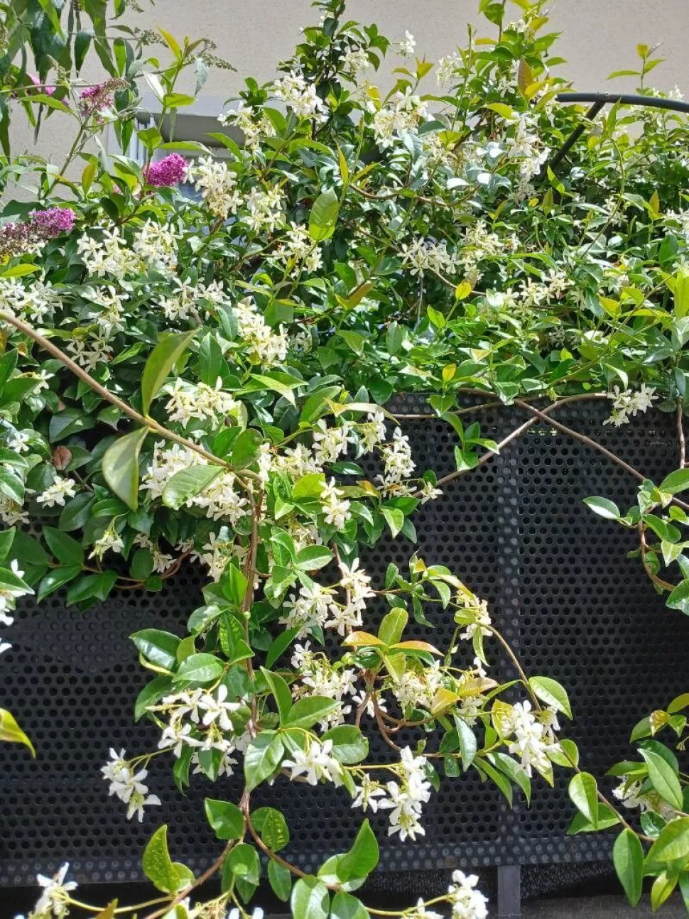 Stjerne på klatrejasminen 'Venice'