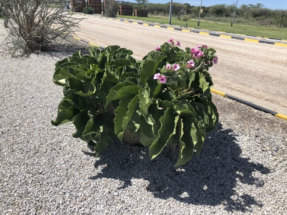 Adenium boehmianum en el suelo