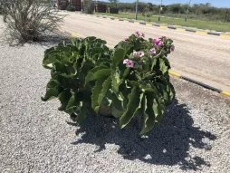 Adenium boehmianum in the ground