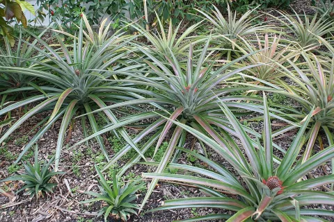 Piña comosus en el suelo