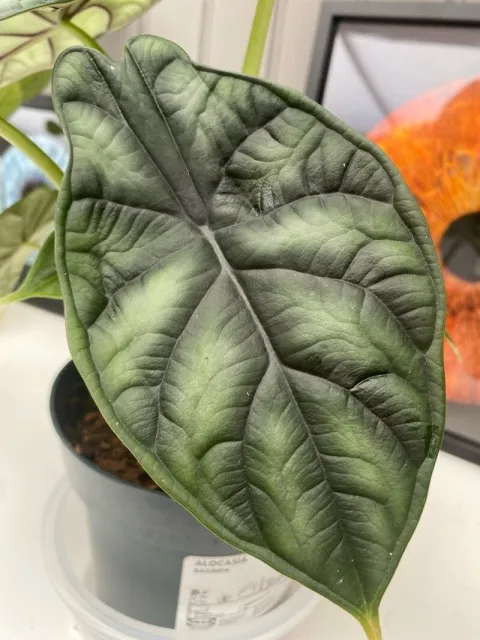 Alocasia Dragon Scale en maceta