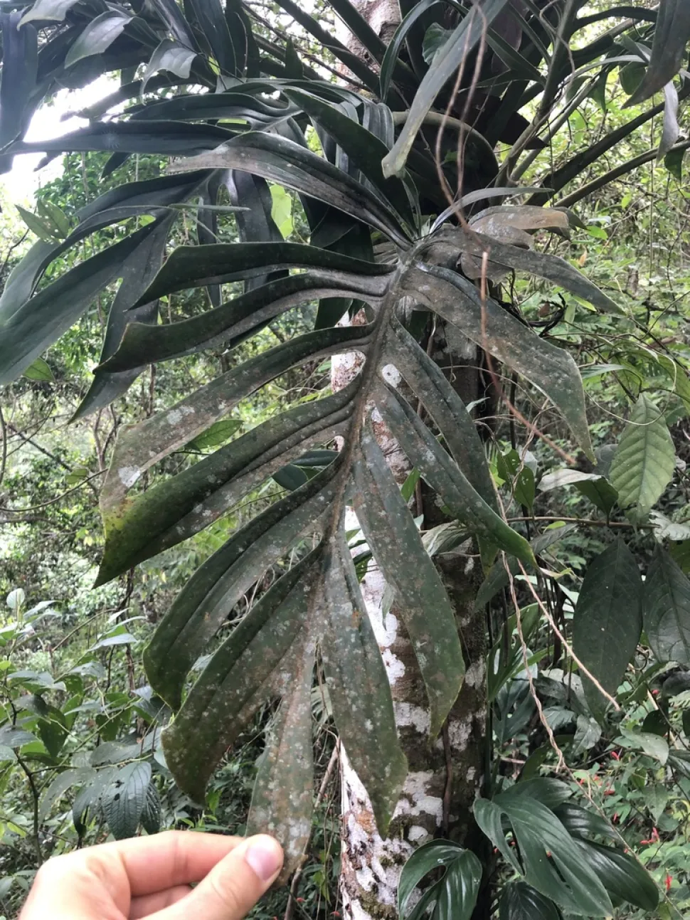 Monstera pinnatipartita fogliame reciso