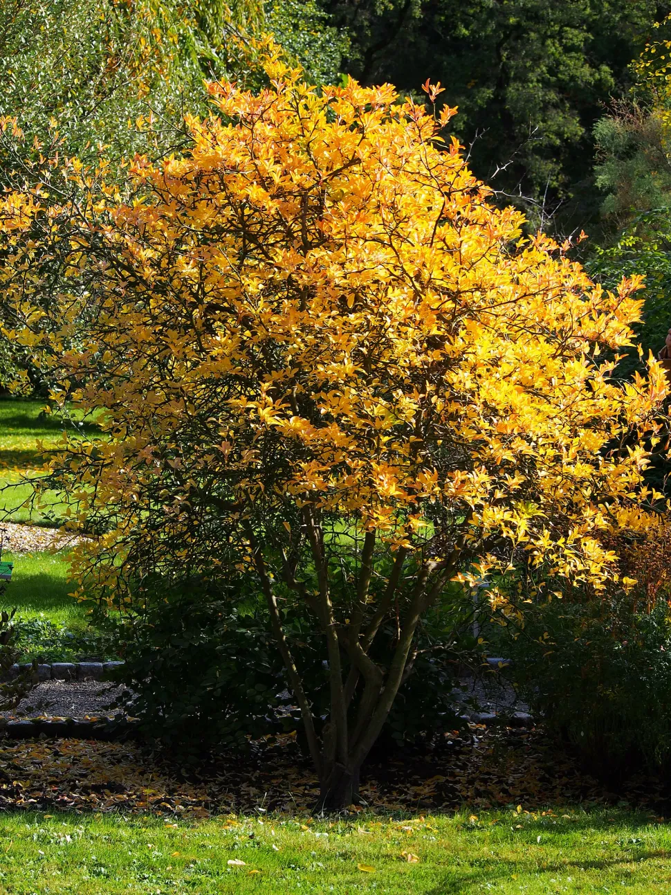 Citrus trifoliata im Herbst