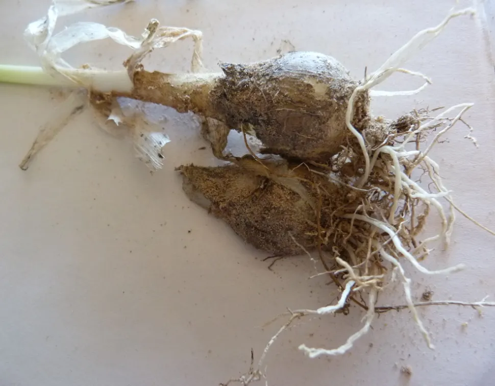 Zwiebel Ornithogalum thyrsoides