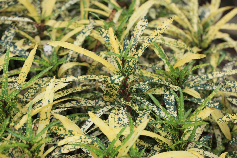 Croton gelbes und grünes Laub