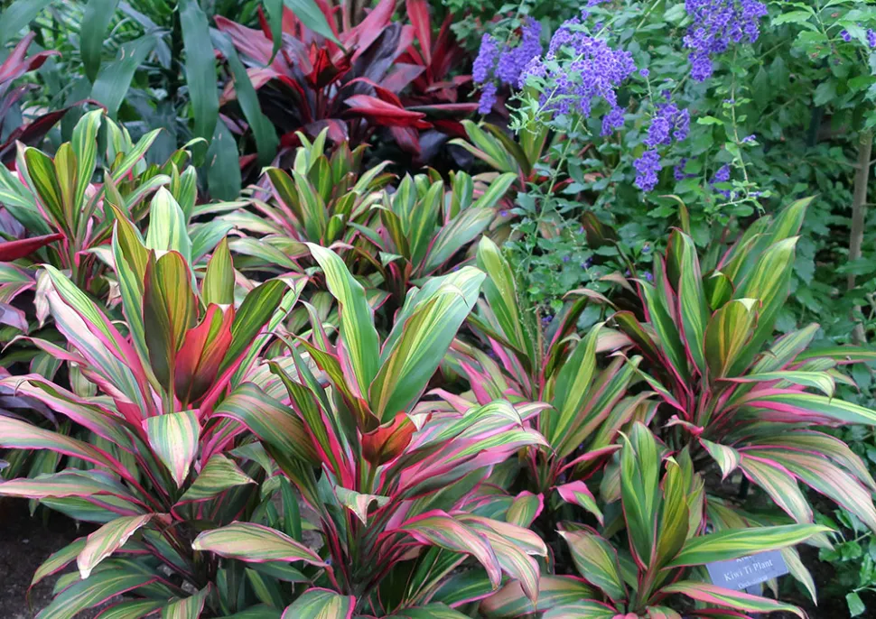 Cordyline fruticosa 'Kiwi' Blätter grün creme rosa