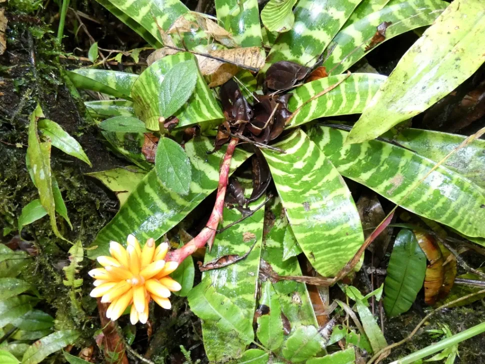 Guzmania musaica in bloei