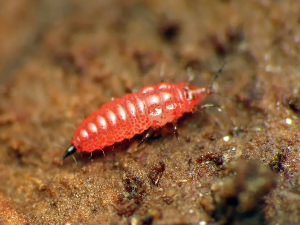 Thysanoptera-Larve.