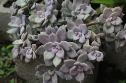 Planta suculenta Quetzalcoatlia superba