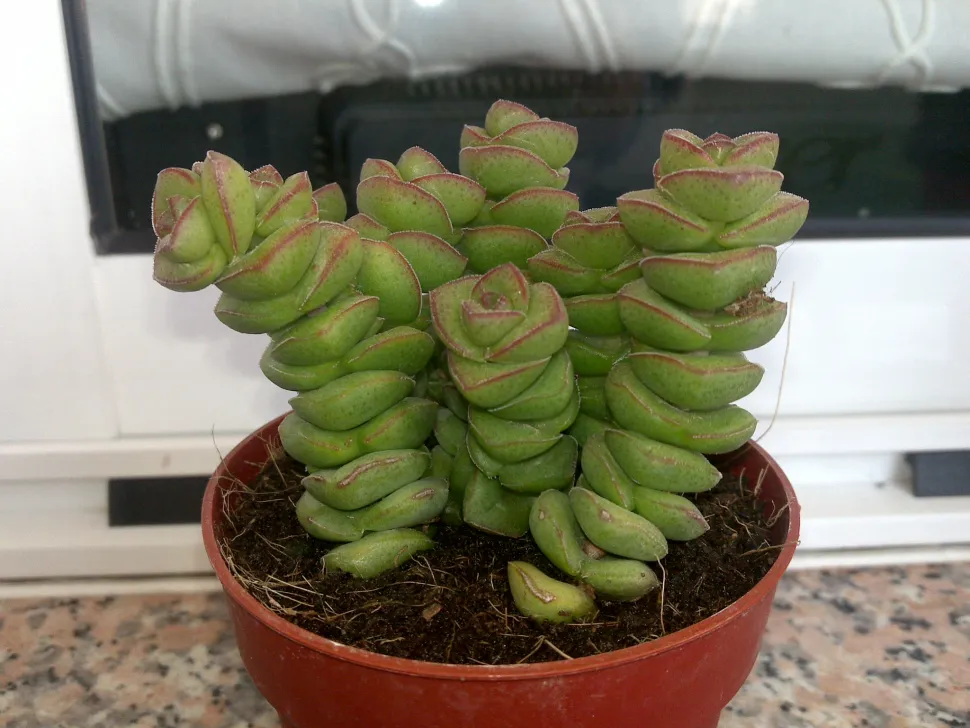Crassula marnieriana i en potte