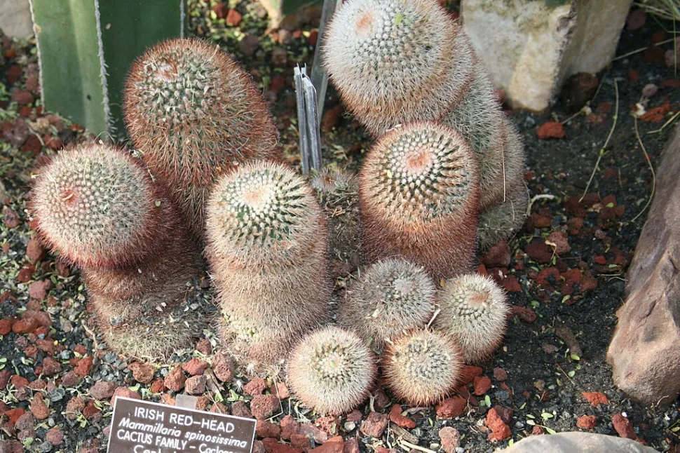 Mammillaria spinosissima mit Trieben