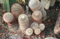 Mammillaria spinosissima with shoots