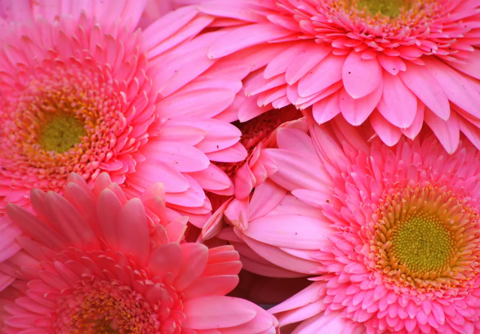 Gerbera jamesonii roze