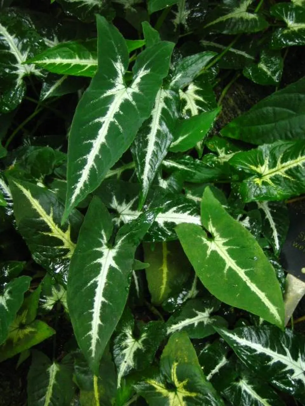 Grüne samtige Blätter mit silberner Rippe Syngonium wendlandii