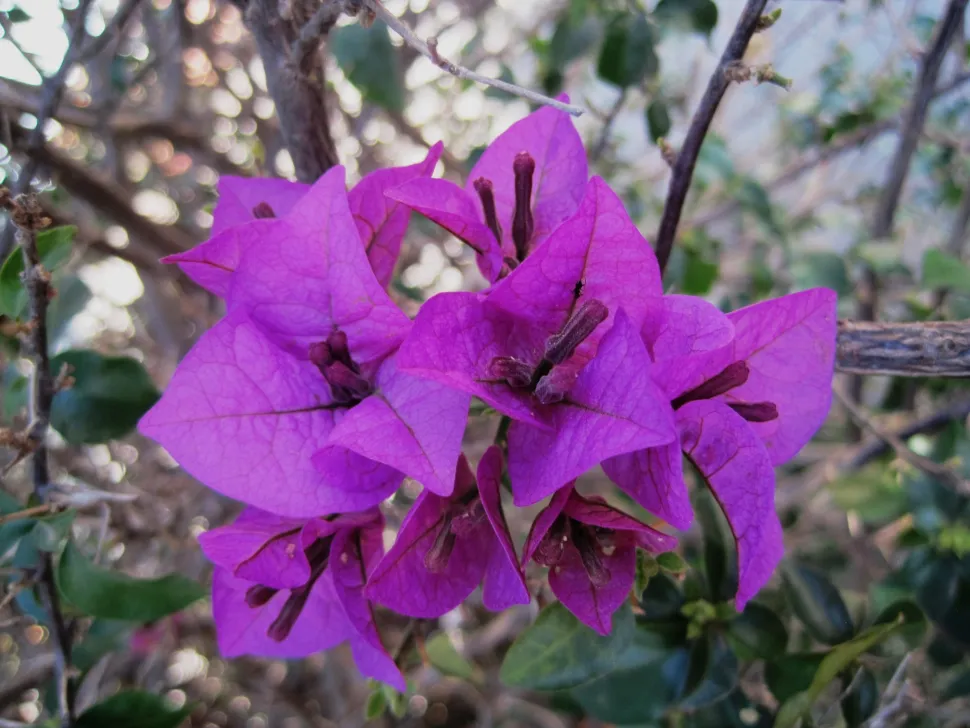 Feine violette Hochblätter Bougainvillea
