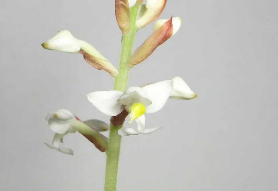Fusto lanuginoso e fiori bianchi Ludisia discolor jewel orchid
