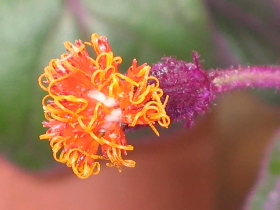 Flor de maracujá roxo Gynur