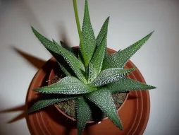 Haworthiopsis attenuata in een pot