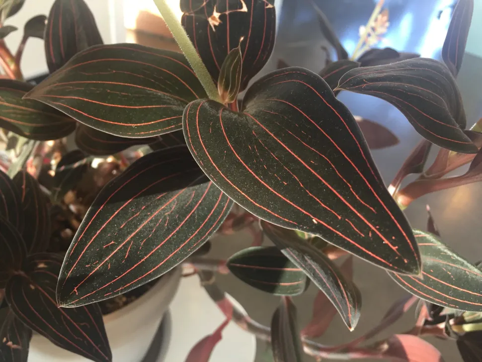 Groene bladeren rode aderen juweelorchidee Ludisia discolor